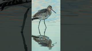 Feeding Blacktailed Godwit A Stunning Sight wildlifefilming photography wildlifecamera [upl. by Andriette]