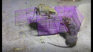 Live capture mouse trap  live rat traps [upl. by Aniles697]