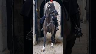 Adorable Kings Horse Neighing  Captivating Gaze and Cute Neigh Sounds at Horse Guards KingsGuard [upl. by Eustache150]