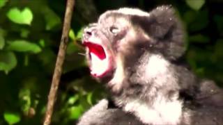 Madagascar Indris Make Beautiful Music Together  Video [upl. by Strickler362]