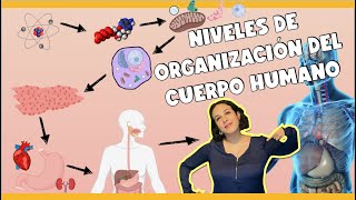 ¿Qué es una ESTRUCTURA ORGANIZACIONAL 🤔4 TIPOS de ESTRUCTURAS ORGANIZACIONALES que debes CONOCER 👌 [upl. by Joiner79]