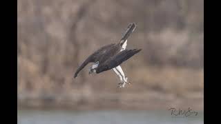 Osprey Dive Catch Swim Fly [upl. by Lucho]