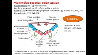 Embriología Sistema nervioso 2 vesículas cerebrales meninges SNP y nervios craneales [upl. by Aniuqaoj989]