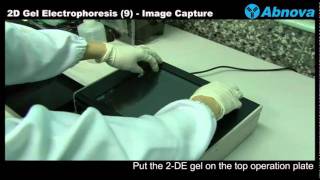 2D Gel Electrophoresis 9 Image Capture  UV Light Box [upl. by Anika113]