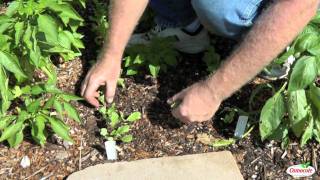 How To Thin Radish Seedlings [upl. by Campy172]