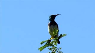 White bellied Sunbird call [upl. by Wolliw]