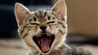 Sonidos de GATOS maullando FUERTE📣🐱🐈  Cat sounds [upl. by Yvad232]