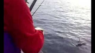 Skjervoy Norway Fishing 2008  9 lb Haddock [upl. by Marcella292]