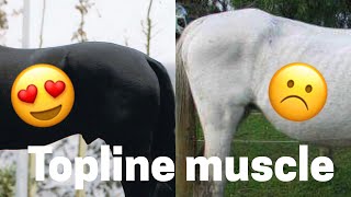 Topline muscle development of the horse [upl. by Opalina102]