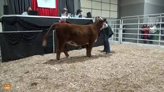 39th Annual Cornhusker Classic Steer Heifer Sale Kearney NE 2024Nov01195858mp4 [upl. by Saidee]