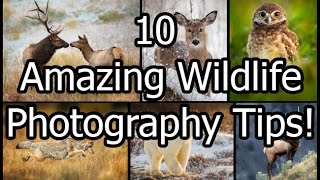 10 Amazing Wildlife Photography Tips [upl. by Tace373]