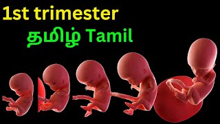 pregnancy 1 to 3 months tamil [upl. by Lenhart]