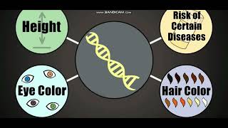 Biology with subtitle through AMOEBA SISTERS  DNA Chromosomes Genes and Traits [upl. by Ettereve700]