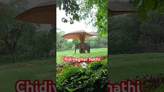 New Delhi chidiyaghar hathi trendingvideo shortfeedsmartphonereelitfeelit [upl. by Ulrick]