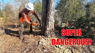 Felling A Sketchy amp Dangerous Large Dead Pine Tree [upl. by Enrobso]