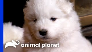 Samoyed Puppies Learn New Skills from their Parents  Too Cute  Animal Planet [upl. by Dnartreb734]