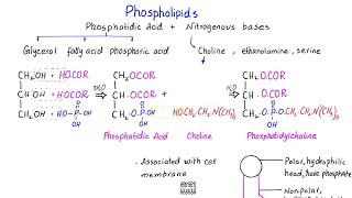 Phospholipids structure  phosphatidic acid  lipids  class 11 [upl. by Ewell]