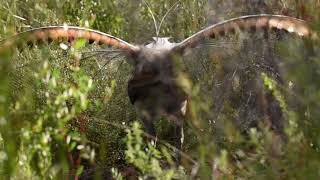 Wild Lyrebird Dancing and Singing [upl. by Dallman622]