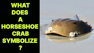 WHAT DOES A HORSESHOE CRAB SYMBOLIZE [upl. by Ramah]