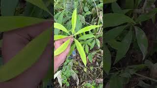 Alstonia devil tree morphology neetug plantsmorophology neetupdate neetstory pwneet vlog pw [upl. by Vitoria]