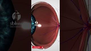 Eye anatomy inner structure [upl. by Care]