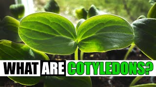 What Are Cotyledons  Garden Quickie Episode 127 [upl. by Theresina699]