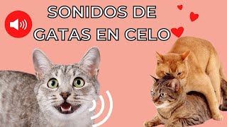 GATA EN CELO Maullido 😻 Gatos Enamorados [upl. by Artenehs443]