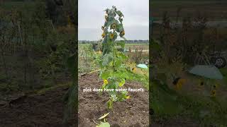 My allotment plot in the UK I’ll be sharing a lot more about my allotment journey vegplot garden [upl. by Bollen]