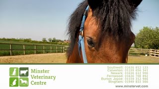 Minster Veterinary Centre  Equine [upl. by Iviv]