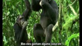 Chimpanzés caçando e dividindo comida [upl. by Monah105]