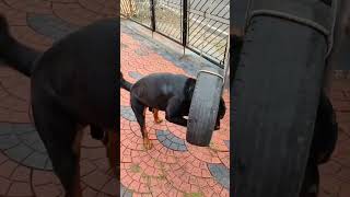 Caesar Wheel Adventuredogloverrottweilerplayingshortvideotrendingshortsyoutubeshorts [upl. by Eadwina]