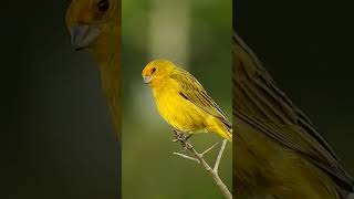 JILGUERO DORADO ARGENTINO SICALIS FLAVEOLA EL CANTO MAS HERMOSO jilguero jilguerocanto aves [upl. by Parsaye]