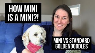 GOLDENDOODLE SIZES HOW MINI IS A MINI MINI VS STANDARD GOLDENDOODLE [upl. by Hesketh649]