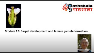 Module 12 Carpel Development and Female Gamete formation EPGPathshala [upl. by Jasmin]