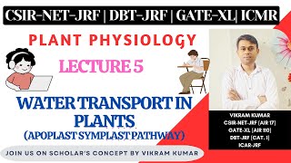 Water Transport in Plants  Apoplast Symplast Transmembrane Pathway  Xylem  Plant Physiology [upl. by Anitsyrhc]