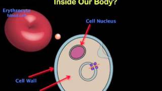 ProteinNanoparticle Interactions [upl. by Ynatsed]