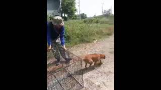 Release a dog after spay event in her territory of origin [upl. by Abih]