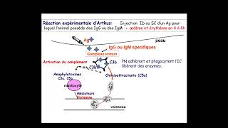 Hypersensibilité III 3 Due Aux Complexes Immuns HS III 🤩excellente explication 🤩Immunologie [upl. by Isleen]