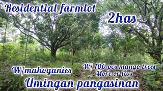 lot346 residential farmlot 2has wmango and mahogany trees 24M umingan pamgasinan [upl. by Kirsti]