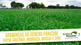 Gramíneas do gênero Panicum capim Tanzânia Mombaça Massai Zuri [upl. by Antebi]