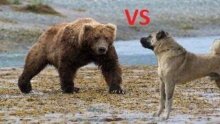 Koyunlara Saldıran Dev Ayı Kangal Köpekleri Tarafından Kovalanıyor  Kangal Dogs vs Giant Bear [upl. by Suoiluj]