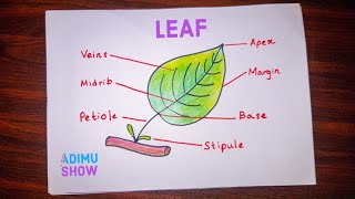 Parts of a leaf 🍃  step by step drawing [upl. by Einra299]