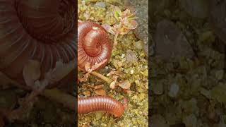 You Wont Believe How Easy Baby Millipede Care Can Be [upl. by Colton]