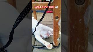 Kucing ngantuk butuh kopi ☕ cat funnycats [upl. by Bandeen78]