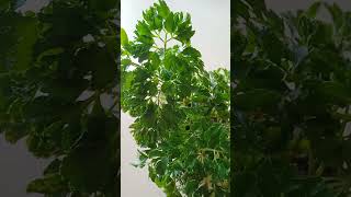 ARALIA PLANT Growth Update amp Experience [upl. by Notse567]