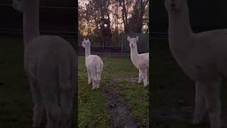 Alpaka evening alpacalove alpaca nature cute farmlife denmark [upl. by Gweneth59]