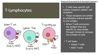 Chapter 112 Immunity  Lymphocytes [upl. by Assilak]