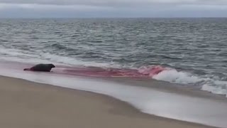 Great White Shark Seal Attack in Cape Cod Caught On Camera [upl. by Claiborn]