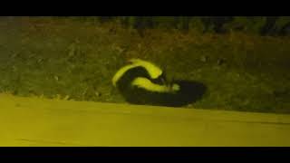 Skunks mating 14 Feb 2024 [upl. by Tnecniv]