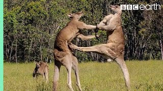 Greatest Fights In The Animal Kingdom Part 1  BBC Earth [upl. by Lud151]